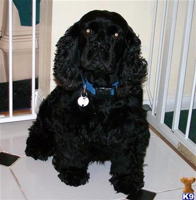 Stud Dogs - Cocker Spaniel